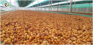 TIÊU CHÍ CHỌN CÀ PHÊ NHÂN XANH "XỊN" DÀNH CHO MỌI NHÀ RANG