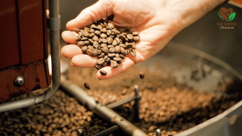 Hạt cà phê là yếu tố quan trọng nhất để đánh giá chất lượng cà phê