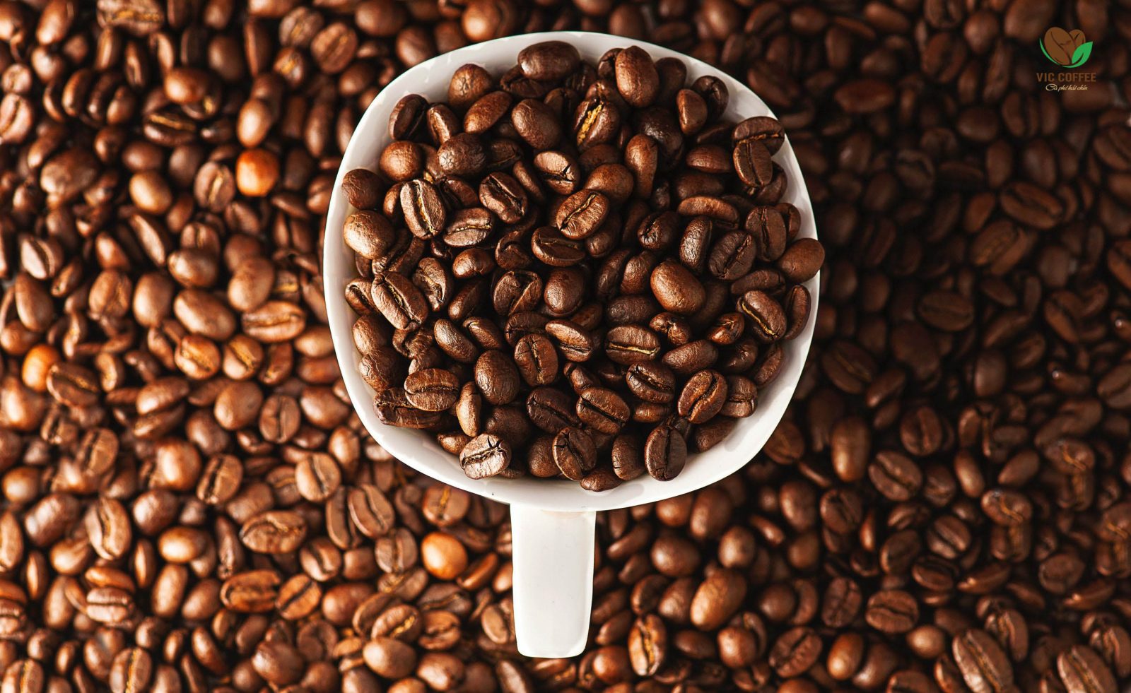 Những đặc điểm của Arabica - cà phê chè